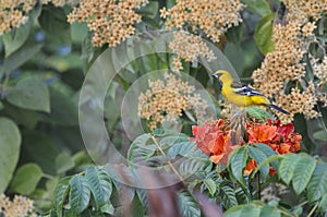 Yellow bird on a tree