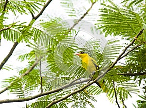 Yellow Bird in Tree