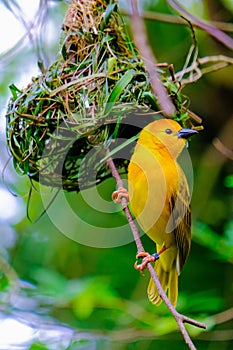 Yellow Bird on tree branch