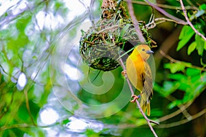 Yellow Bird on tree branch
