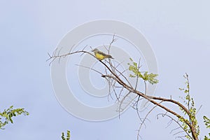 Yellow bird on tree branch photo