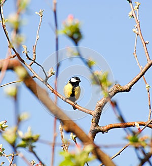 Yellow bird on a tree