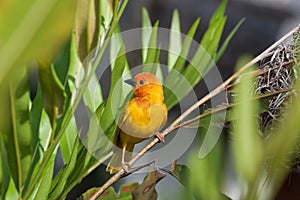 Yellow Birdei with green background