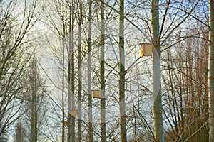 Yellow birdhouses in a row