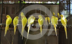 Yellow birds meeting