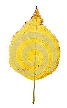 Yellow birh leaf