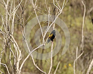 Yellow Bishop Finch