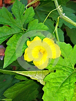 Yellow bitter gourd flowere with  decorative green leaves in the garden