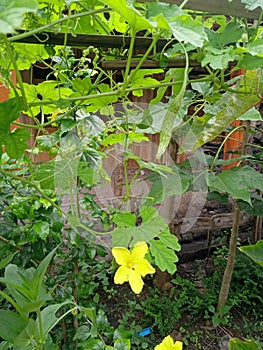 Yellow bitter melon flower vines