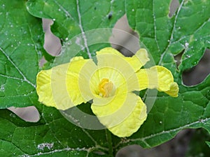 Yellow bitter melon flowers are blooming