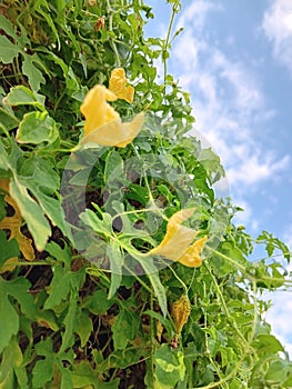 Yellow Bitter melon flowers on green leaves