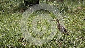 Yellow Bittern