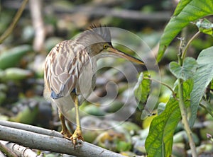 The yellow bittern at Bharatpur Keuladeo Bird Sanctuary