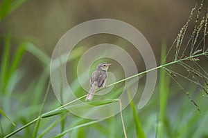 Yellow Bittern in Hong Kong Formal Name: Ixobrychus sinensis photo