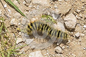 Yellow and Black Hairy Caterpillar Crawling on Gravel