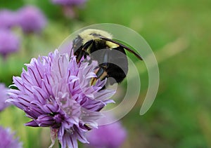 Yellow and black  bee on purple chive flower