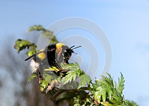 Yellow and black bee is sitting on green leaves against the blue sky.