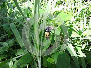 Yellow-black beetle on leaf in Swaziland