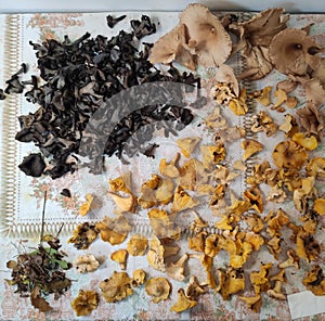 Yellow, black and brown mushrooms