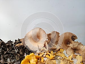 Yellow, black and brown mushrooms