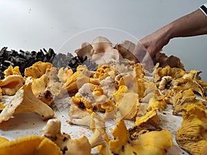 Yellow, black and brown mushrooms and hand.