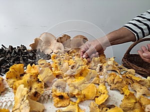 Yellow, black and brown mushrooms and hand.