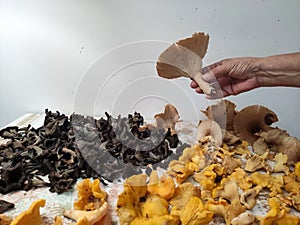 Yellow, black and brown mushrooms and hand.