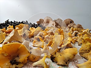 Yellow, black and brown mushrooms on the table