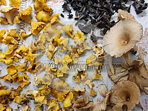 Yellow, black and brown mushrooms on the table