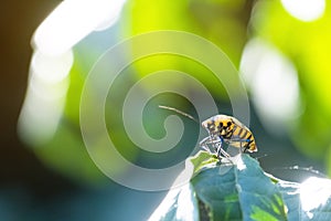Yellow and black bug on green leaf