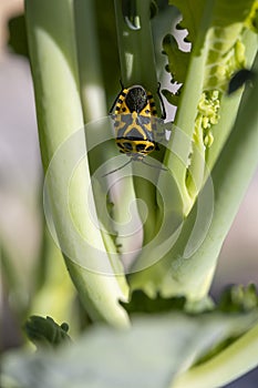 A yellow and black bug is on a green leaf