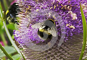 A Yellow And Black Bumble Bee With White Tail Collecting Pollen On Teasel Flower Head
