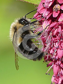 Yellow and Black Bumblebee on Bright Pink Flowers Seen in Profile