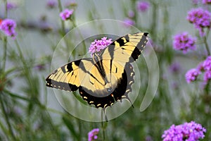 Yellow and Black Butterfly