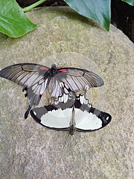 Yellow and black butterfly