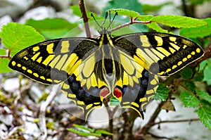 Yellow and black butterfly called macaone photo