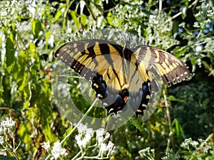 Yellow and Black Butterfly - Eastern Tiger Swallowtail Papilio