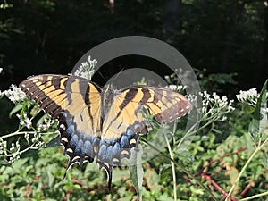 Yellow and Black Butterfly - Eastern Tiger Swallowtail Papilio