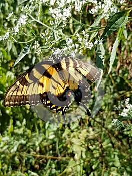 Yellow and Black Butterfly - Eastern Tiger Swallowtail Papilio