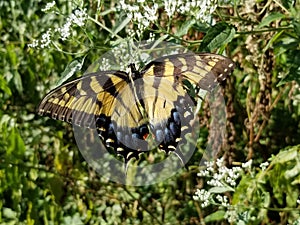 Yellow and Black Butterfly - Eastern Tiger Swallowtail Papilio