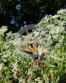 Yellow and Black Butterfly - Eastern Tiger Swallowtail Papilio