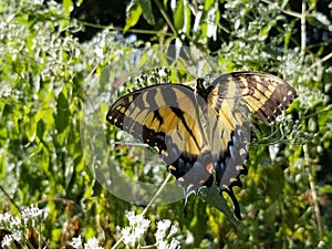 Yellow and Black Butterfly - Eastern Tiger Swallowtail Papilio