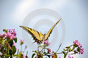 Yellow and black butterfly flying over pink flowers