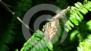 Yellow and black butterfly on green fern