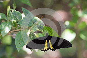 Common Birdwing, Troides helena, the common birdwing, is a butterfly belonging to the family Papilionidae. photo