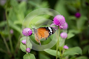 Yellow with black Butterfly on Violet Flowers with Blurred Green Background