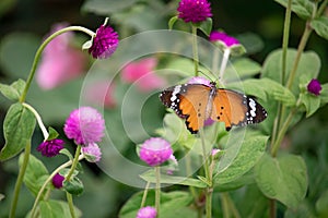 Yellow with black Butterfly on Violet Flowers with Blurred Green Background