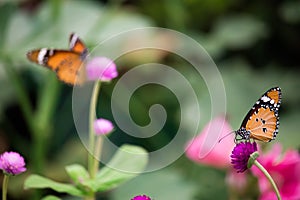 Yellow with black Butterfly on Violet Flowers with Blurred Green Background