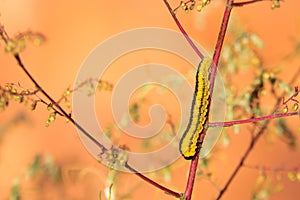 yellow and black caterpillar
