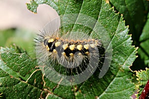 Yellow and black caterpillar